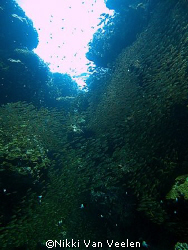 Glassfish taken at Ras Umm Sid while snorkeling with E300. by Nikki Van Veelen 